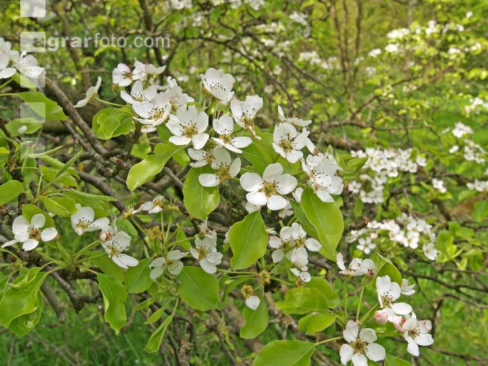 Birne Blüte 19