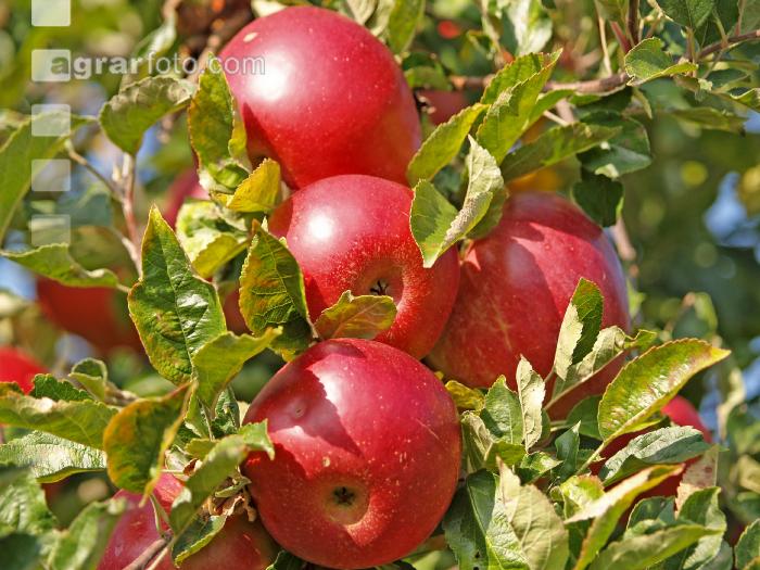Gala Apfel 8