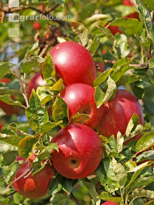 Gala Apfel 7