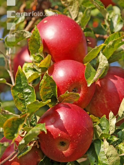 Gala Apfel 6