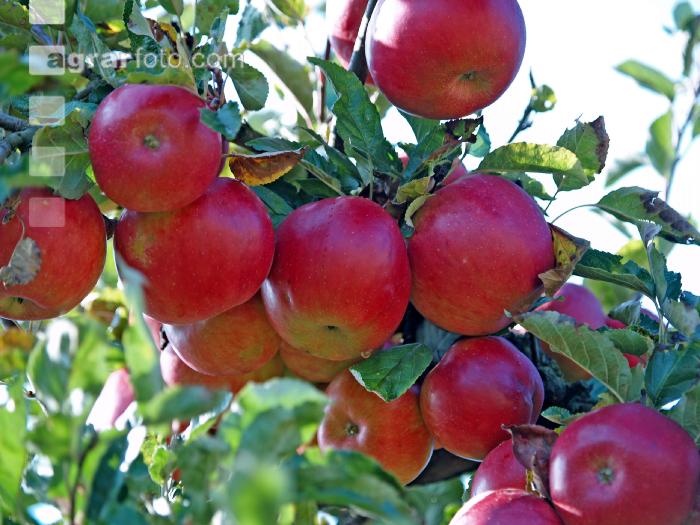 Gala Apfel 5