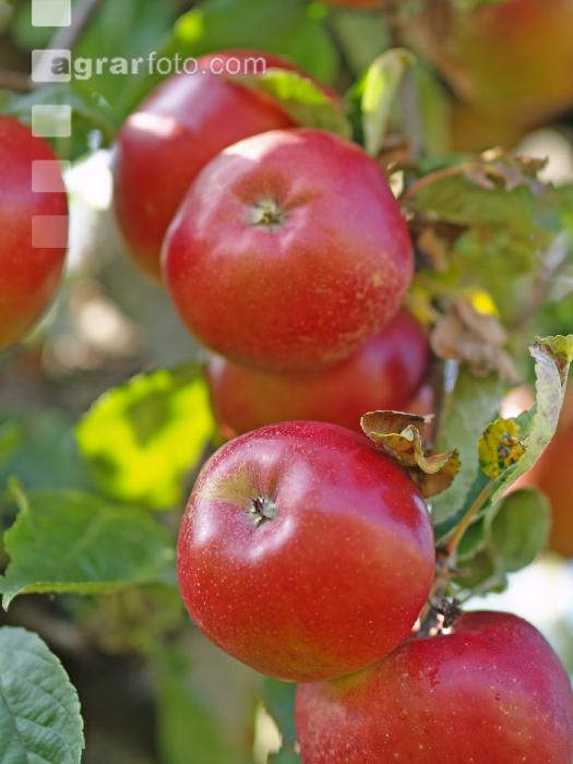 Gala Apfel 4
