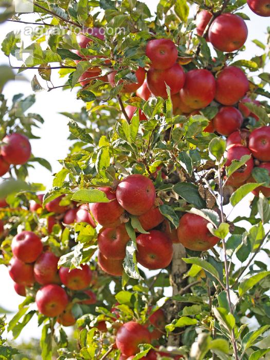 Gala Apfel 3