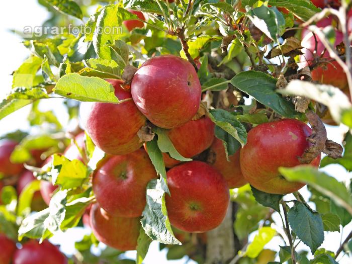 Gala Apfel 2