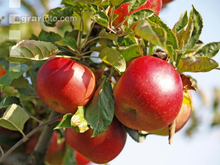 Gala Apfel 1