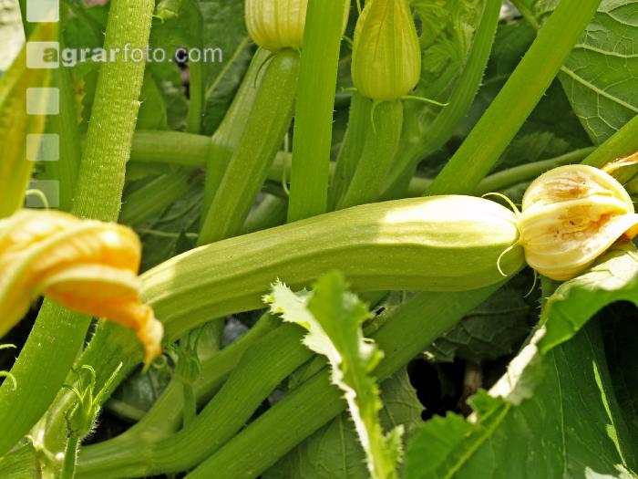 Zucchini 10