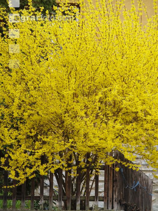 Forsythie 3