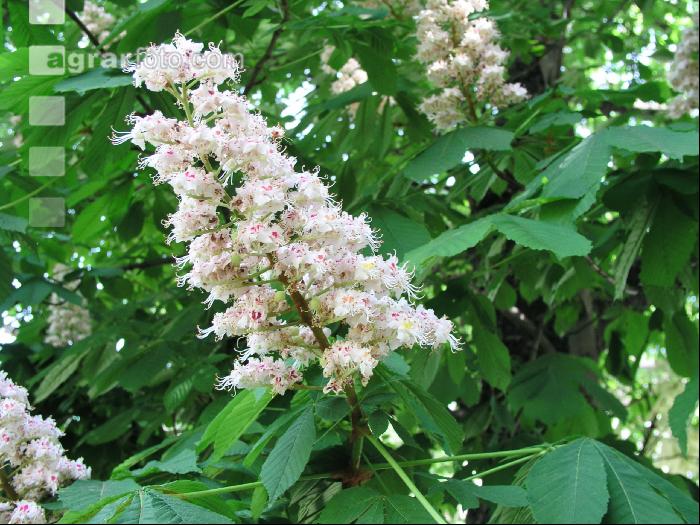 Kastanie Blüte 1
