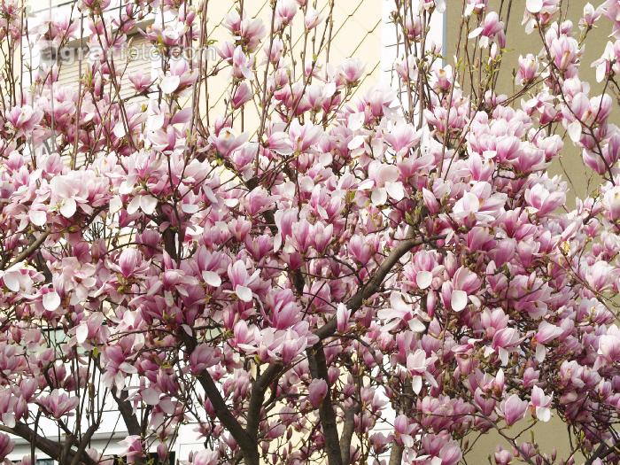 Magnolie 4