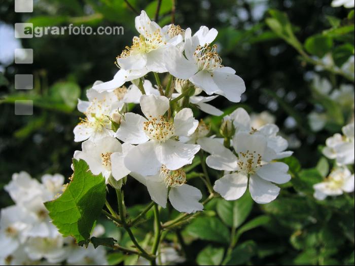 Rose 5