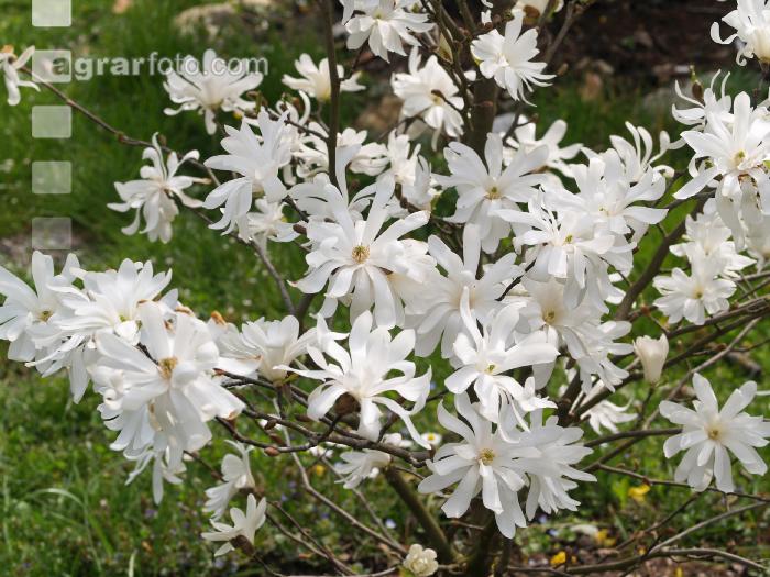 Magnolie 5