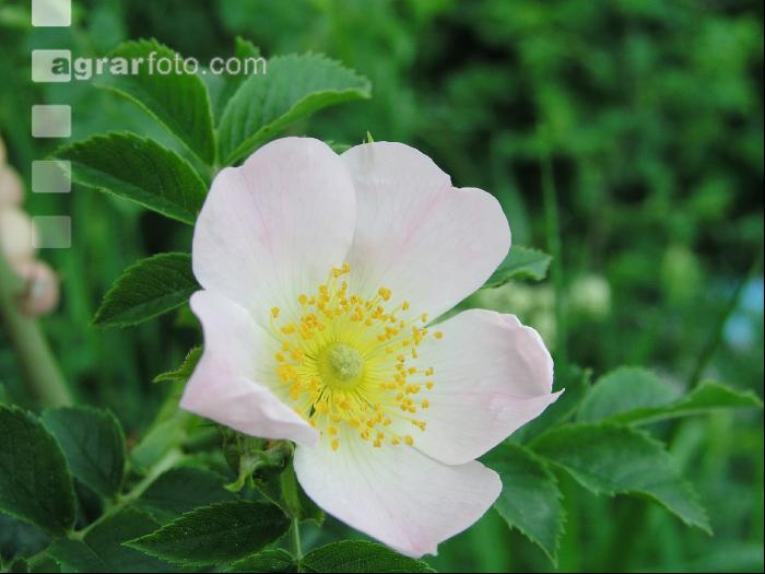 Rose 6