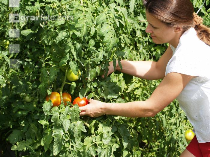 Tomaten ernten 1