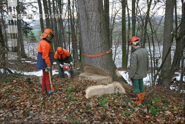 Eiche Fallkerb 12