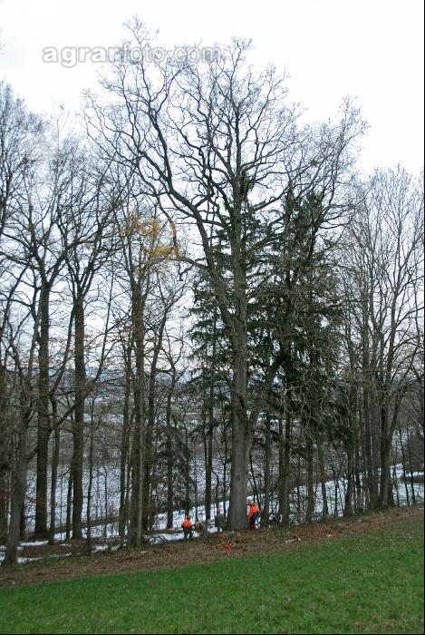 Eiche fällen 1