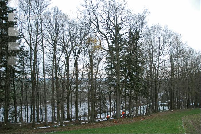 Eiche fällen 2