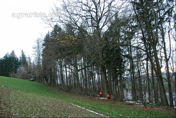 Eiche fällen 3