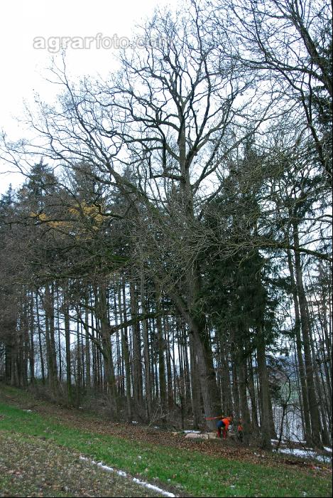 Eiche fällt 1