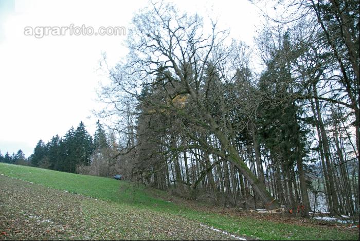 Eiche fällt 2