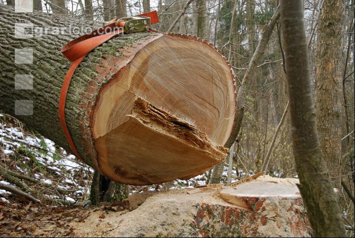Eiche Gurt 8