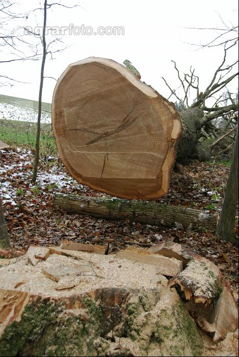 Eiche Zuschnitt 4
