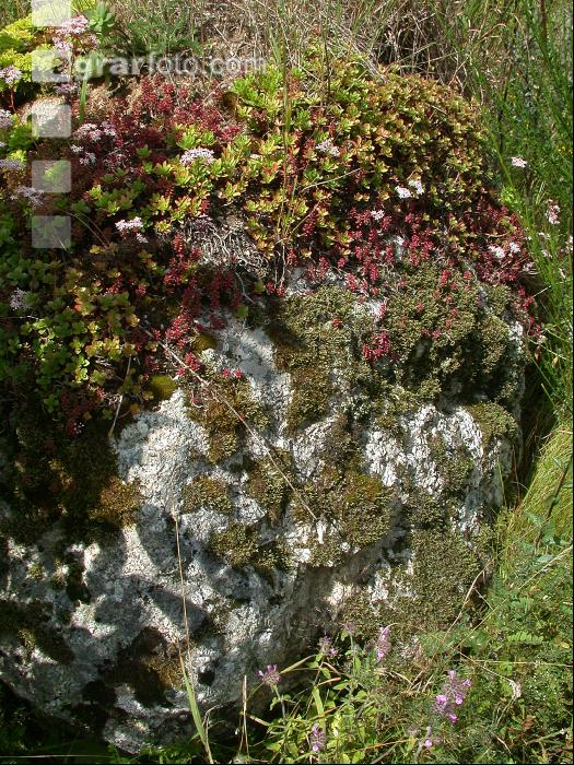 Steingarten 12