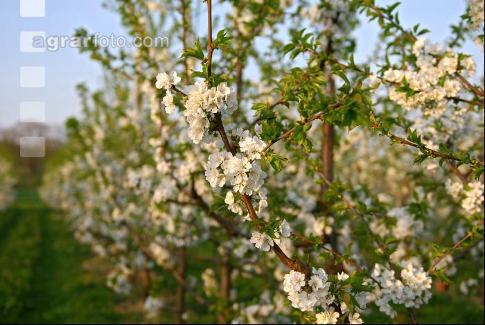 Kirsche Blüte 11
