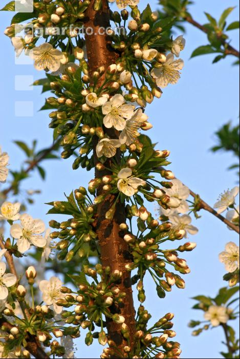 Kirsche Blüte 13
