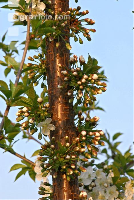 Kirsche Blüte 14