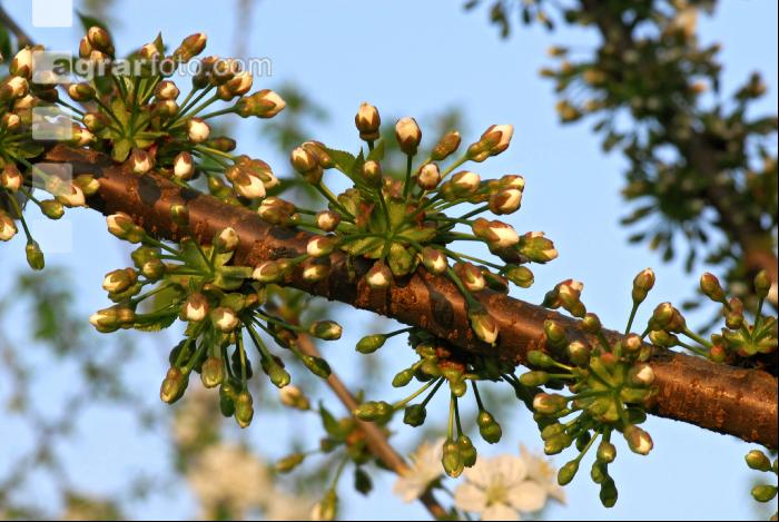 Kirsche Blüte 16