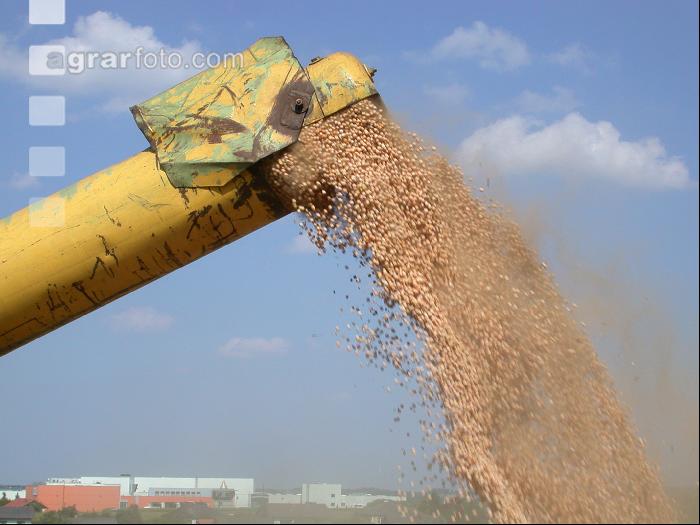 Erbsen Ernte 3