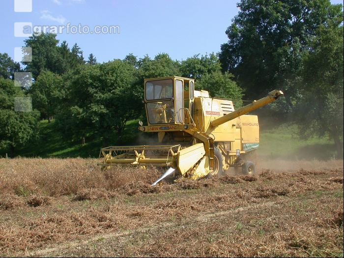 Erbsen Ernte 1