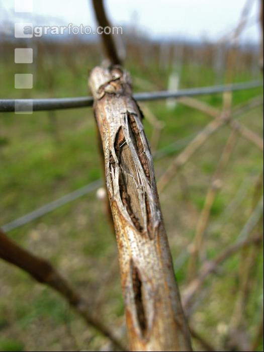 Wein Hagelschaden 1
