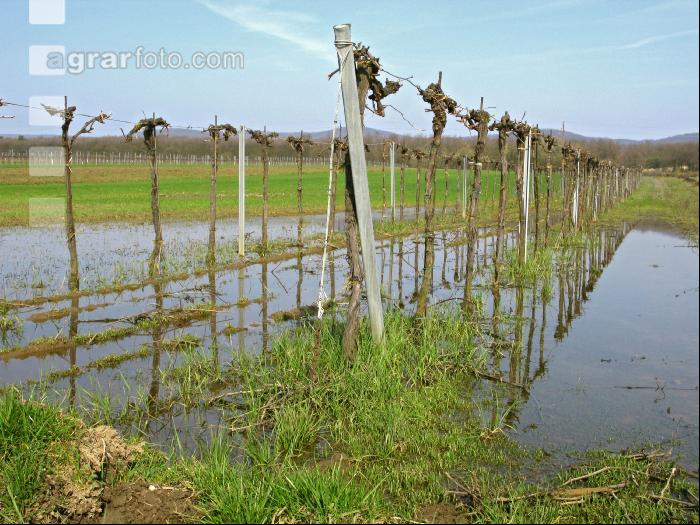 Wein Hochwasser 1