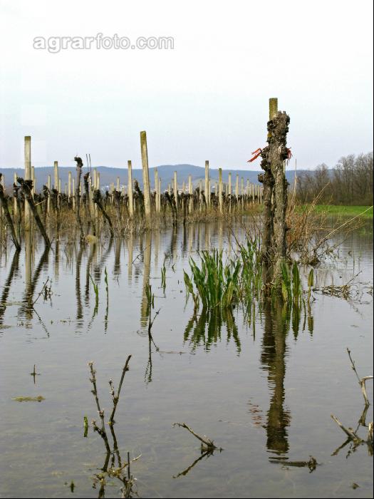 Wein Hochwasser 3
