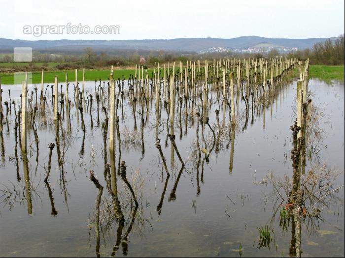 Wein Hochwasser 4