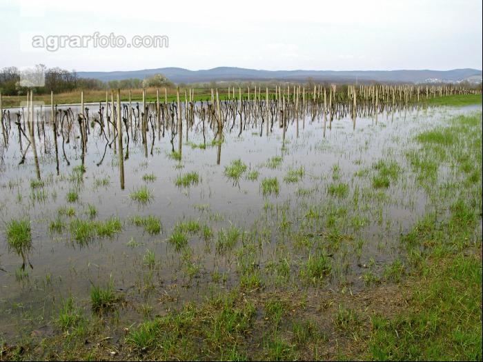 Wein Hochwasser 5