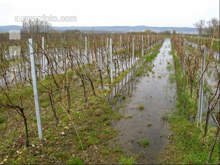 Wein Hochwasser 6