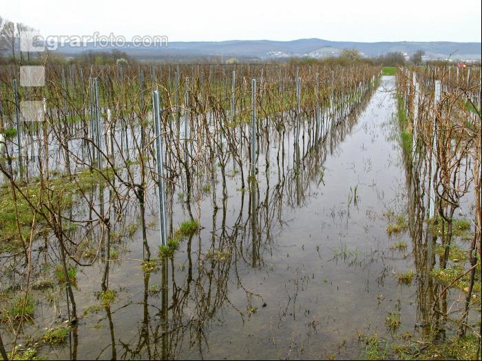 Wein Hochwasser 7