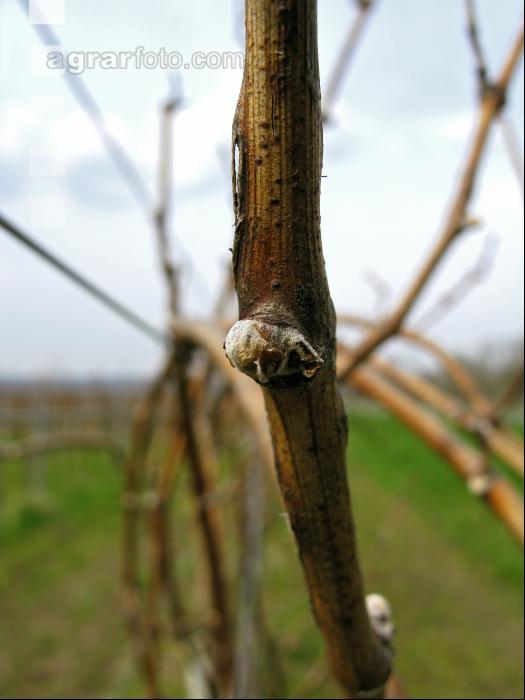 Wein Hagelschaden 6