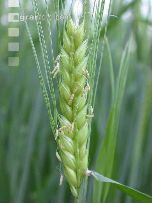 Gerste Blüte 2