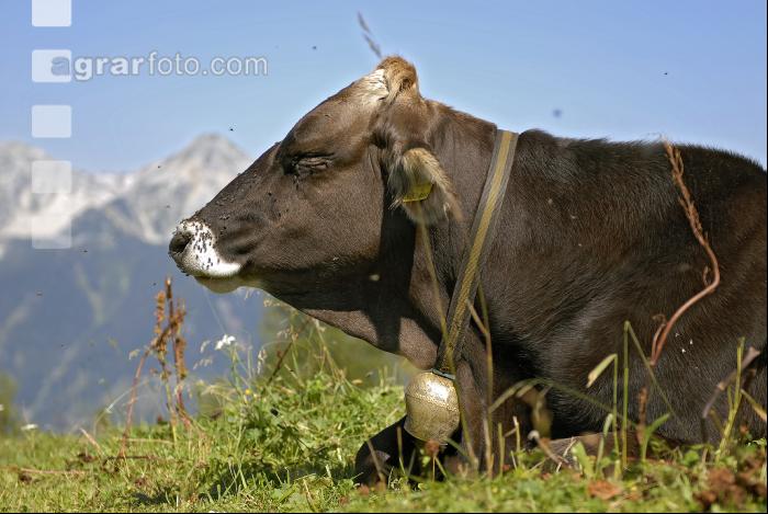 Braunvieh Alm 3