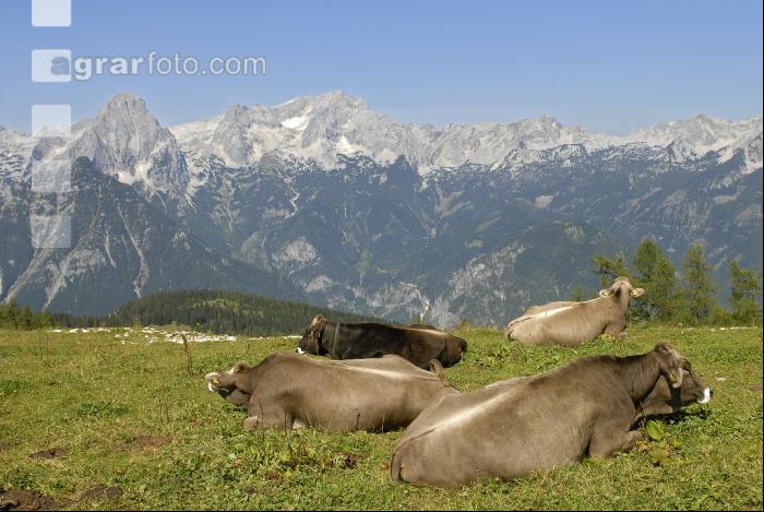 Braunvieh Alm 1