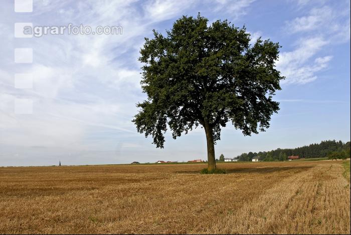 Eiche 1