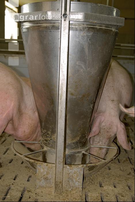 Sauen Ad libidum 2