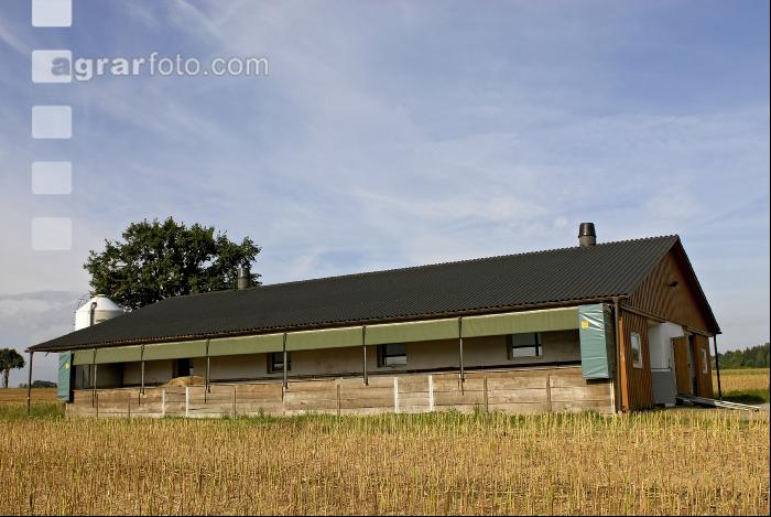 Schweinestall 1