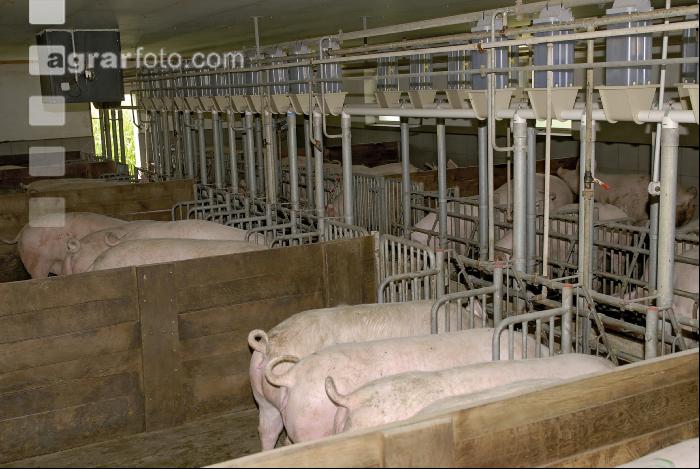 Sauen Rieselfütterung 