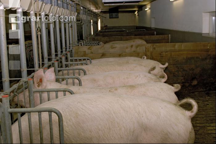Sauen Rieselfütterung 