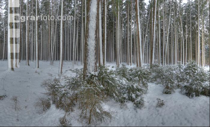 Fichten Schnee 3