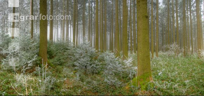 Wald Rauhreif 1